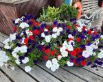 A photo of a summer floral display on Clevedon Pier containing red, white and blue flowers.