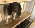 Griff, a spaniel, stood on a shelf during an operation to sniff out illegal tobacco products