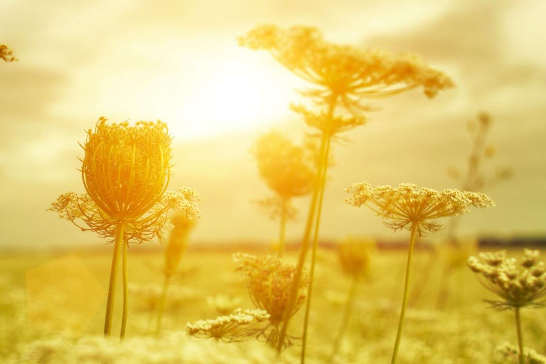 flowers in sunlight