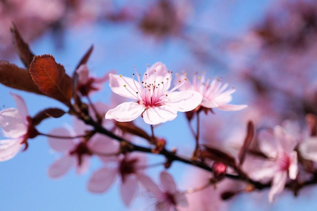 close up of cherry blossom