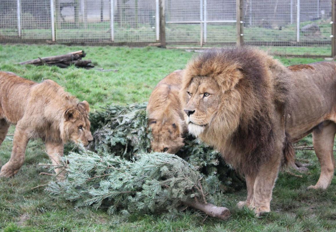 a pride of lions standing astride cut down christmas trees
