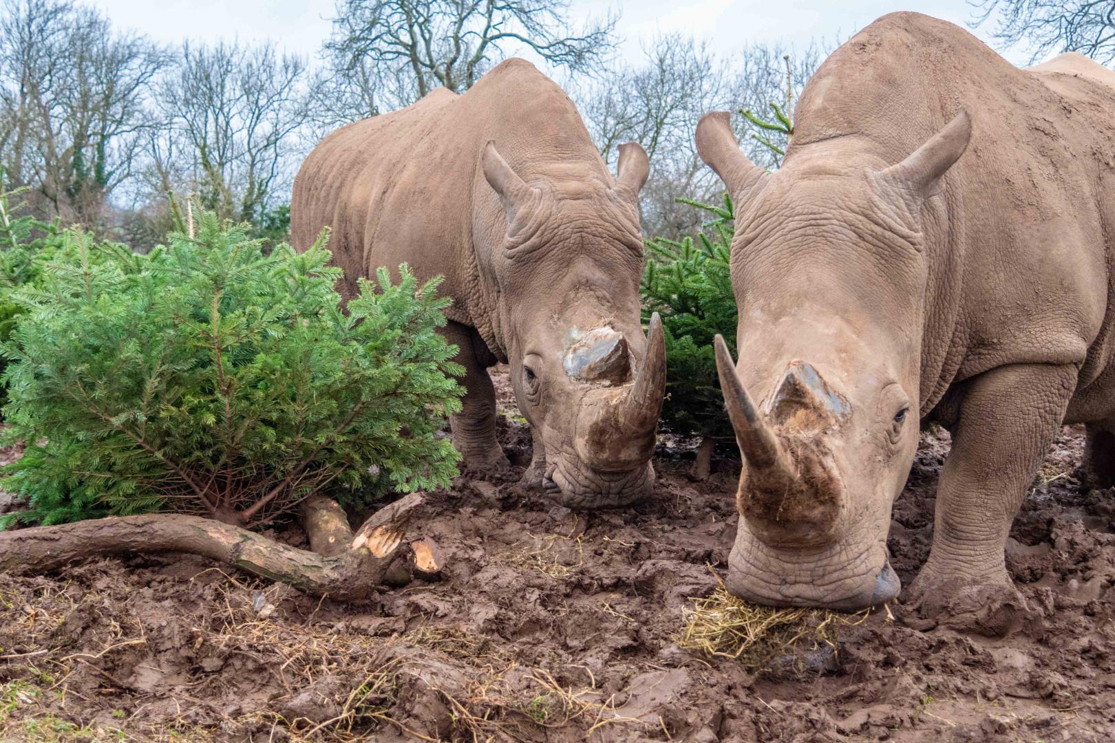 A photo of two white rhinos with recycled Christmas trees at Noah's Ark Zoo Farm