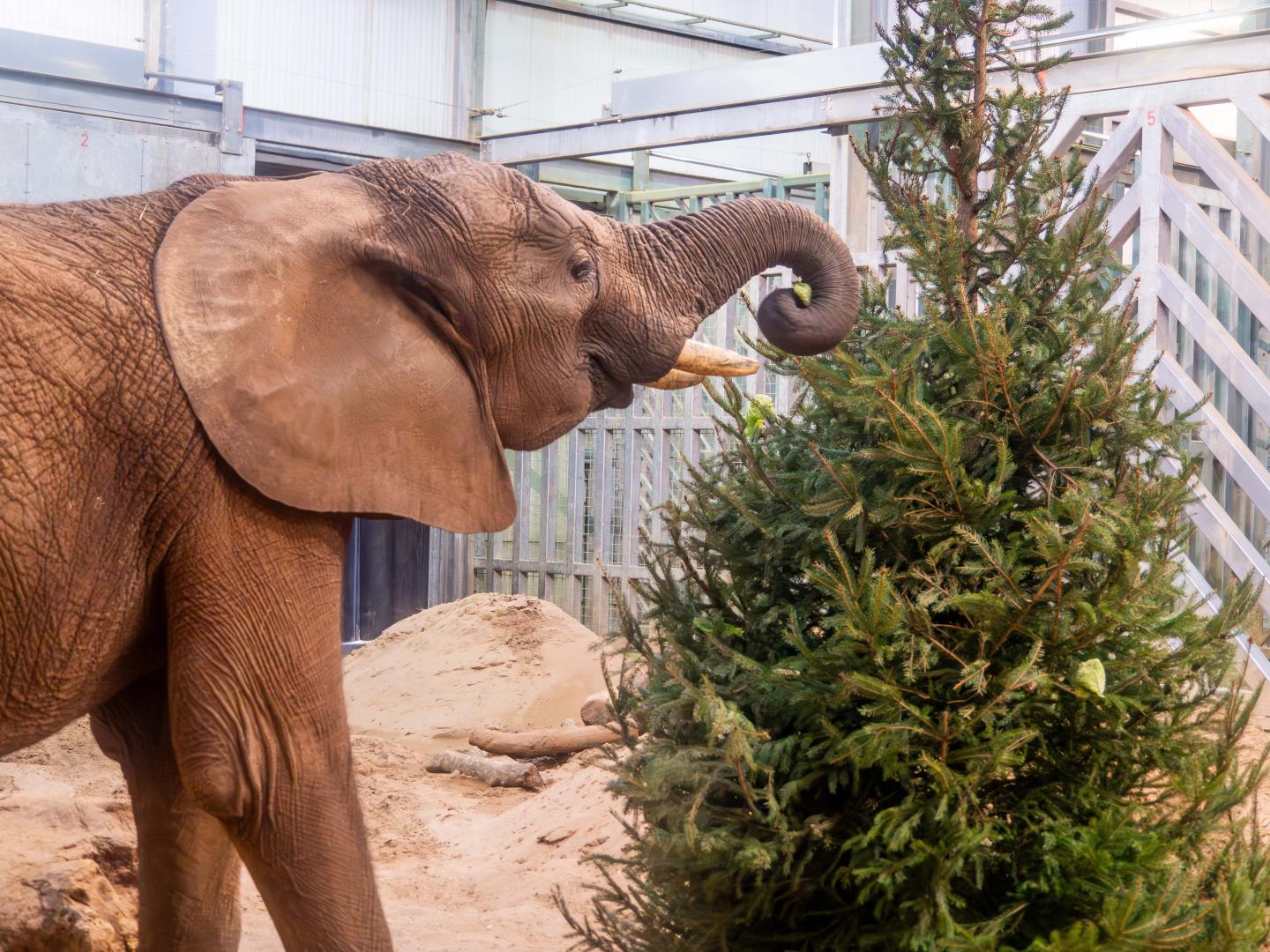 An elephant investigates a Christmas tree donated to Noah's Ark Zoom Farm