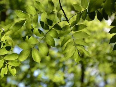 A close up image of the green leaves of an Ash tree