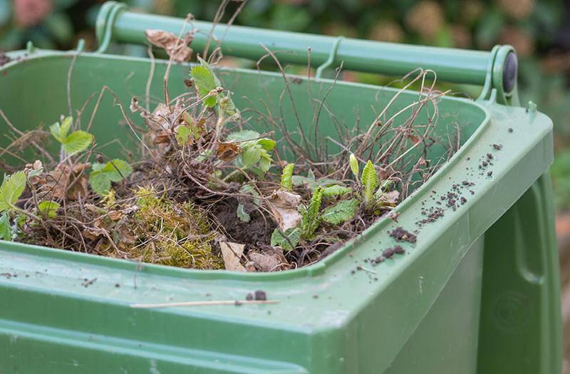 green wheelie bin with its lid open full of leaves and grass