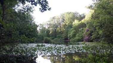 Trees and plants surround a lake, which is covered in lily pads and other vegetation
